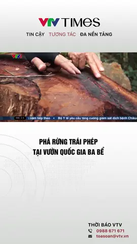 Một số lượng lớn cây gỗ nghiến thuộc danh mục quý hiếm nhóm 2A vừa được phát hiện bị chặt phá trái phép tại Vườn Quốc gia Ba Bể, tỉnh Thái Nguyên. #vtvtimes #vtvonline #vtvonair #news #tintuc #thoisu #pharungtraiphep #vuonquocgiababe 