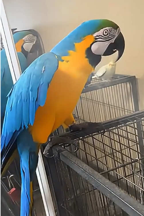 Get a Macaw they said 🦜😂#parrot #macaw #parrotsoftiktok #parrotlove #parrotlife #funny #funnyvideos #foryou #fyp 