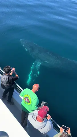Friendly whale encounter 8/24/24 Monterey Bay California #humpbackwhales #humpback #whale #whalewatching #whalesquad🐳 #friendlywhale 