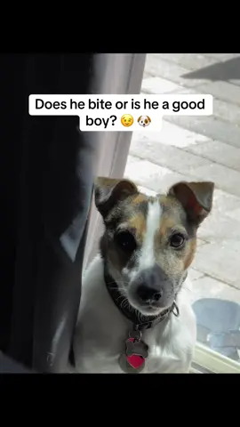 Meet my dog @Jax does he bite or is he a good boy? 😉 #jackrussellterrier #jackrussell #dog #dogsoftiktok #cutedog #innovativeasian 