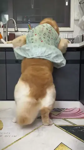 #fyp #foryou #fypシ #puppy #dogsofttiktok #catsoftiktok 