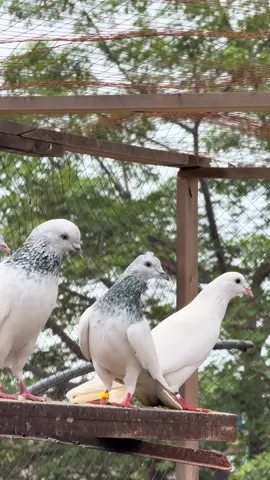 MashaAllah chouhy Motiyon Waly 🥰 #chohakabutar #pigeonlovers #kabutarparwari #sialkotipigeon #pigeons #foryou #highflyers #foruoupage #diamondpigeonsbreed #kabotar 