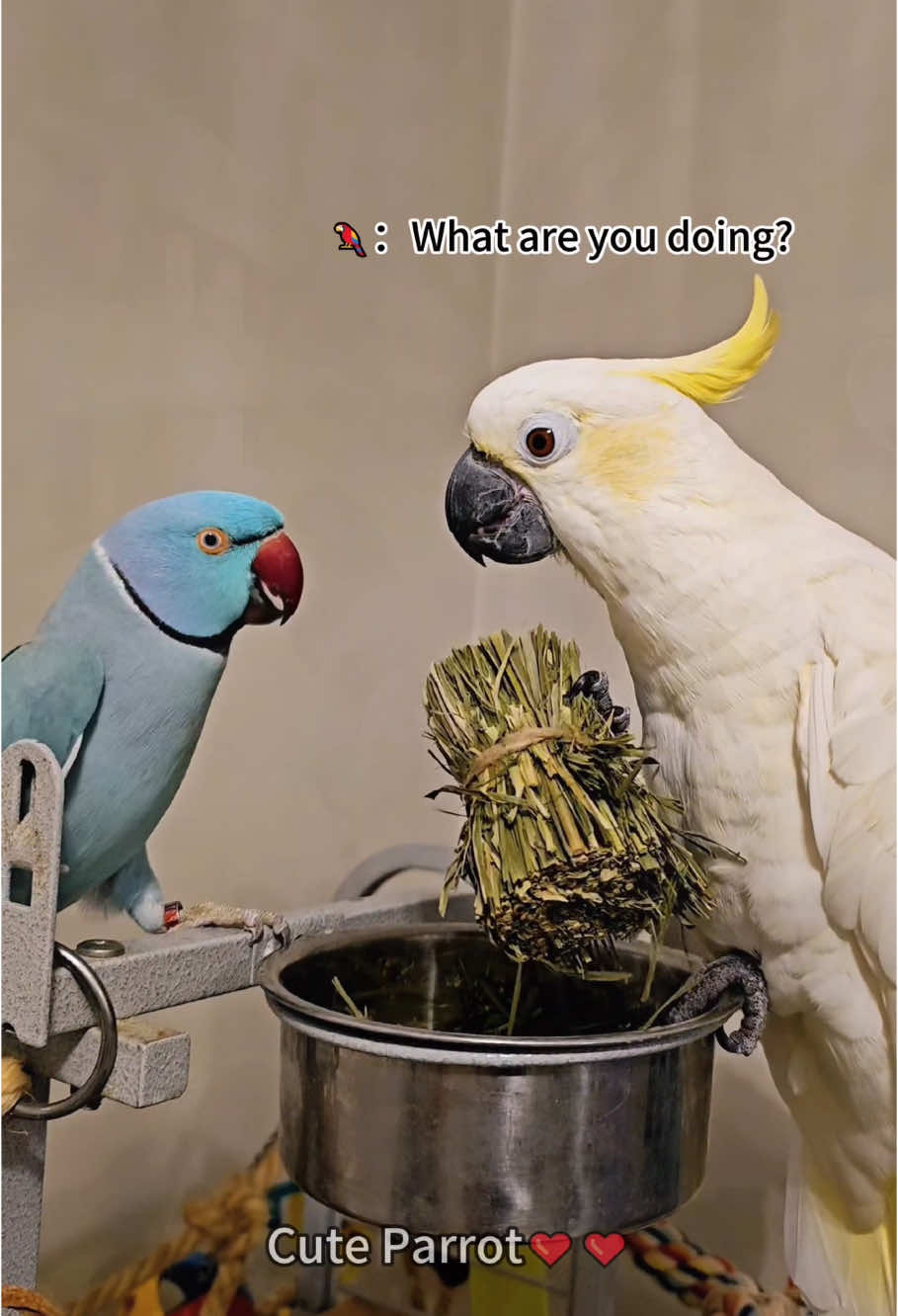 Parrots? They’re little comedians in feathers 😍😍#funnyanimals #funnyvideos #animevideos #funnymoments #parrot #bird #funnyparrot #funnybirds 