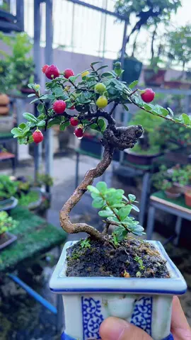 Châu đẹp 😁#haichaubonssai #bonsaimini #BonsaiHD79 #caycanhnghethuat #vuonbonsai79 