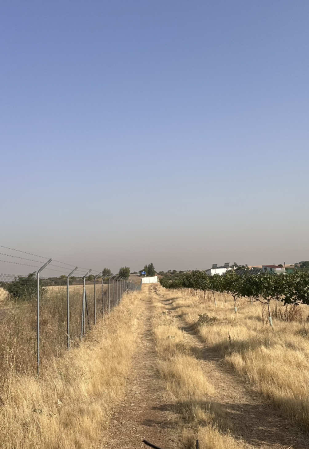 Ahora dicen que los ganaderos son ‘aliados’ contra los incendios… No, señores: han sido siempre la primera línea de defensa. Cuando el campo estaba vivo y ser agricultor o ganadero era rentable, había millones de cabezas de ganado, montes limpios y menos incendios. Hoy, tras leyes absurdas y despachos desconectados de la tierra, vuelven a descubrir el pastoreo como si fuera la última innovación. El medio ambiente no se protege desde un despacho, se cuida con las botas llenas de barro. #PrevenciónReal #Ganaderos #GanaderiaExtensiva #MedioAmbiente #Incendios #CampoVivo #España Now they say that ranchers are 'allies' against fires? No, gentlemen: they have always been the first line of defense. When the countryside was alive and being a farmer or rancher was profitable, there were millions of farm animals, clean mountains and fewer fires. Today, after absurd laws and offices disconnected from the land, they are rediscovering grazing as if it were the latest innovation. The environment is not protected from an office, it is cared for with muddy boots. #RealPrevention #Farmers #Environment #ExtensiveFarming #WildFires #LivingFields #Spain 