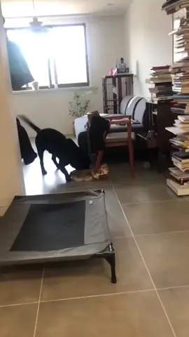 Funny Cats Vs Dogs 😹😹😹❤️🐾 #funnydogs #dogsoftiktok #dogvideo #doghumor #puppylove #doglife #funnydogvideos #cutedog #dogcomedy #doglover #happydog #puppyvibes #sillydog #dogreaction #dogtok #dogsofinstagram #petfunny #fyp #goviral #explore 