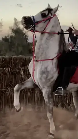 #fyp #explore  #خيل_وخياله🐎 