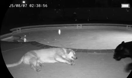 dog #fpy #viral #fpy #viral #us #dog 