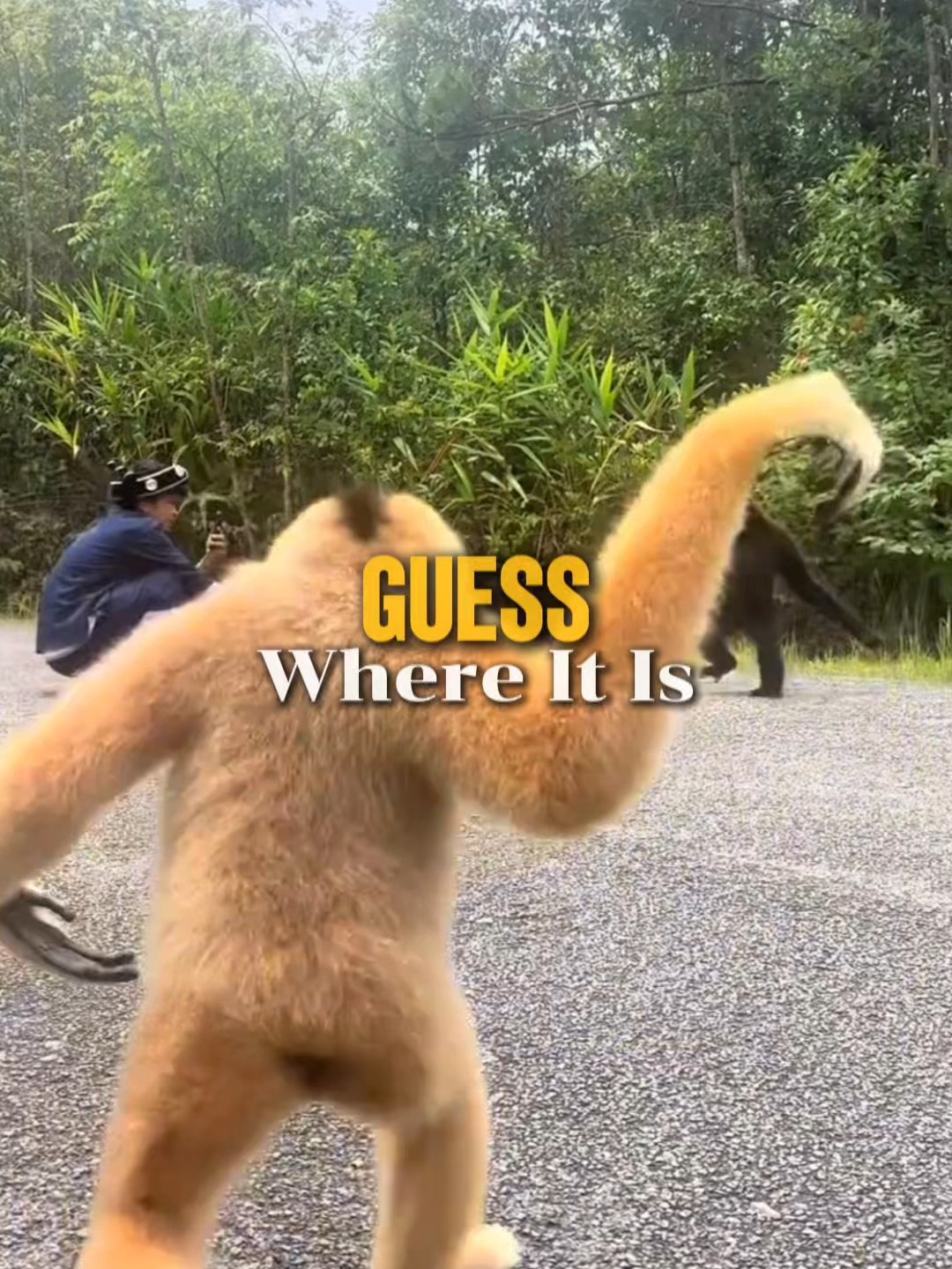 At first I thought they were going to fight…😂 Maybe gibbons are the most hug-loving animals! #hug #funny #Gibbon #cuteanimals #travel #nature #chinatravel