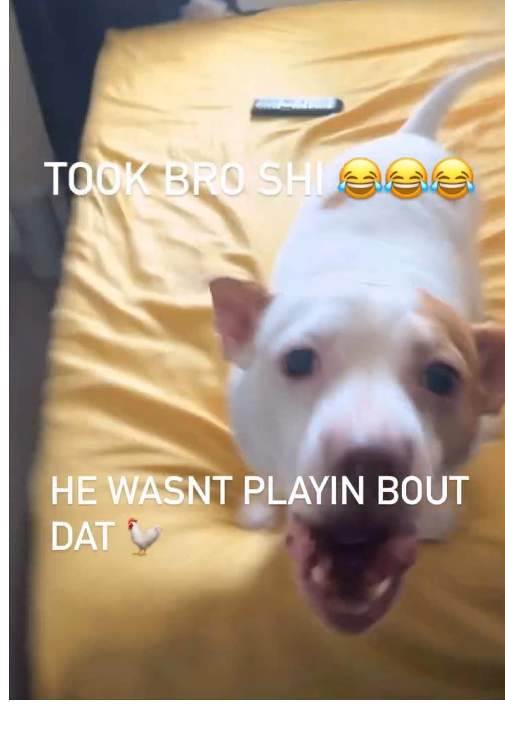 😭😭😭 #fyp #funnydogs #viral 
