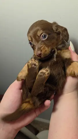 cute puppy Longhair Chocolate  & tan  coolrunnindachshunds@gmail.com  #longhairdachshund #fyp #sausagedog #dachshund #minidoxie #ilovemydog #puppy #minidachshund #puppiesoftiktok #akc #miniaturedachshund #minidoxiesoftiktok #happy #pup