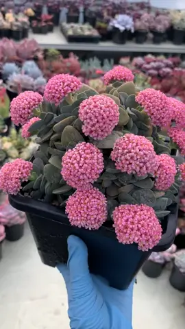 Crassula Morgan beauty #succulents 