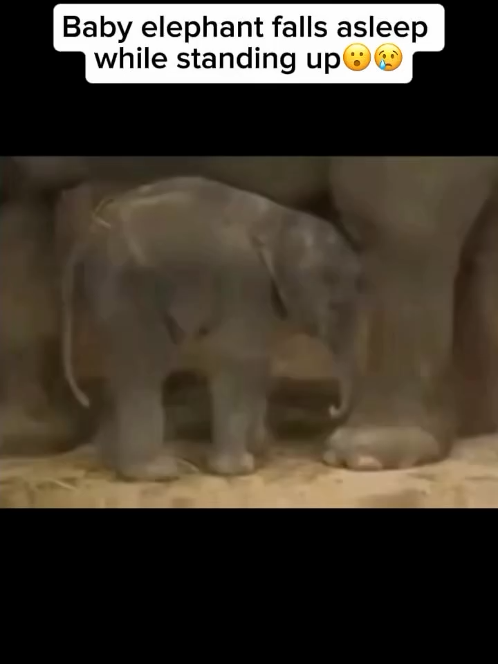 Baby elephants, like this one, are known to sleep while standing during their early months, especially when they are closely surrounded by their protective herd. Elephants in the wild typically sleep only 2–4 hours a day, making moments like this both rare and heartwarming. Their ability to snooze while upright is a natural defense mechanism, allowing them to stay alert in the presence of predators. At Forevergreen, we celebrate these magical glimpses into the animal kingdom while working to protect the ecosystems they call home. Tap the link in bio to learn more about how you can join conservation efforts and be part of a growing community that cherishes nature’s wonders. #ElephantsOfInstagram #WildlifeEducation #AnimalBehavior #BabyElephant #NatureIsBeautiful #ForevergreenWildlife #AnimalLovers #ConservationMatters