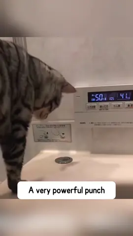 Destructive but still cute #cat #catsoftiktok #funnyvideo #fyp #pet 