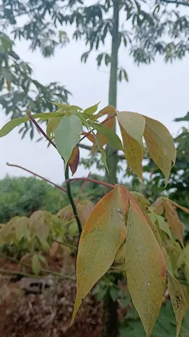 fini avec les empoisonnement video virale pour aide les malade