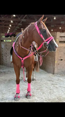 This mare is a gem! #mares #aqha #horses #rocketdonkey #countrygirl #countrygirl #tiktokfamous 