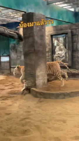 น้องเอวาน้องโบว์น่ารัก 🐯🥰😊#น้องเอวา #เสือโคร่งสีทอง #เชียงใหม่ไนท์ซาฟารี 