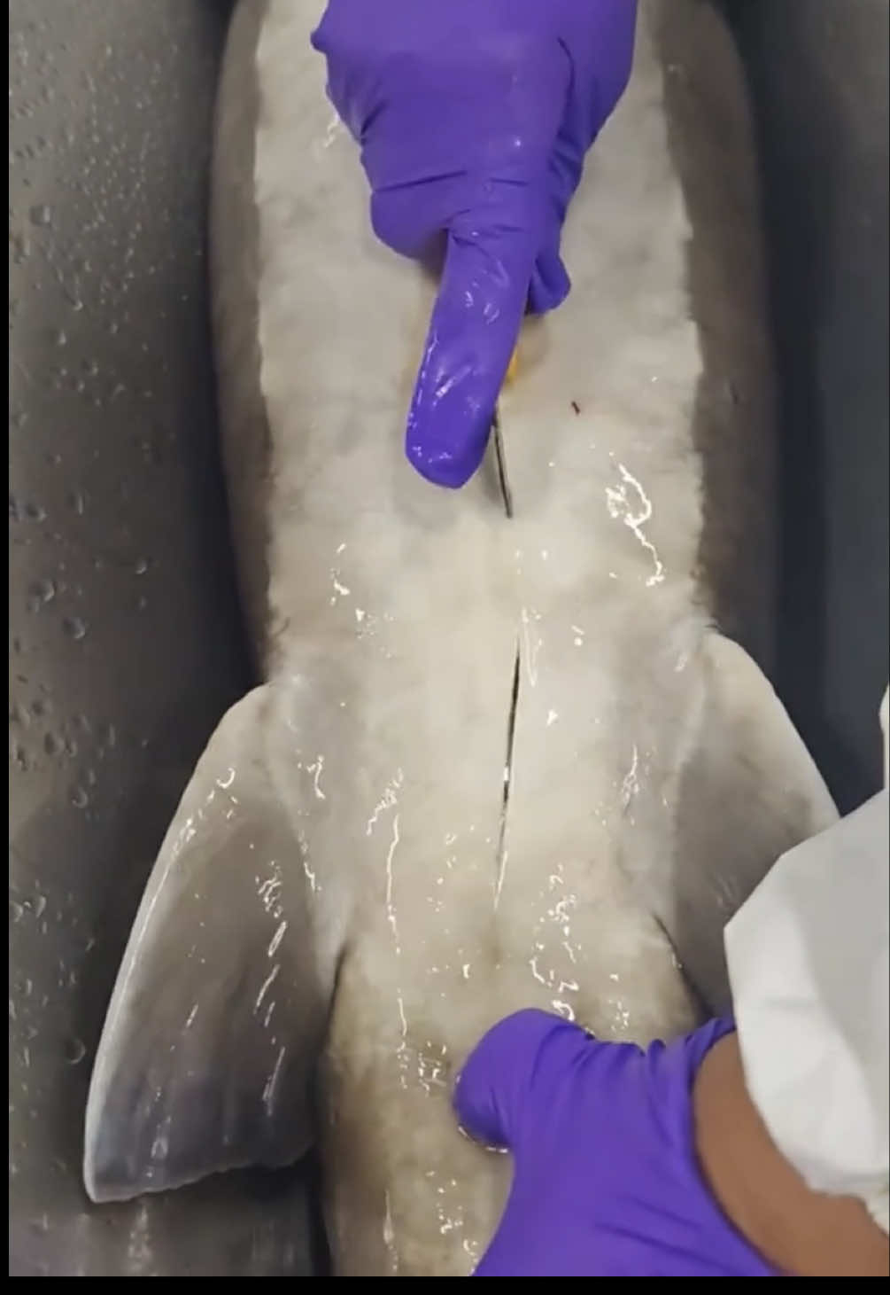 We visit Yikela Caviar to watch them use traditional methods to harvest caviar from sturgeon fish 🤯 Would you try it? 🤷🏽‍♂️ With @Yikela caviar  #fyp #foryou #caviar #sturgeon #foodporn #food 