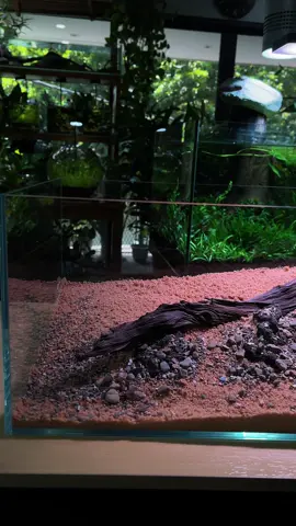 Hardscape recipe 📝: rocks 🪨 + driftwood 🌳 + river pebbles 💧 + golden sand ✨ = aquascape perfection 🌿 💡 Want the same WRGB Fzone SOLO light? 🎯 Grab it now from my store link in the bio + a sweet discount 👆✨ ⬇️ AquaDream  Dịch vụ thiết kế, lắp đặt và bảo trì hồ cá tại Hà Nội, Việt Nam. Aquarium design, installation and maintenance services in Hanoi, Vietnam. Got questions? Subscribe to my YouTube channel for more content! I also offer exclusive memberships and a private consultation chat on Telegram if you need personal help or detailed guidance.👇 📲 Aquarium Help on Telegram – Group Support, DMs, and VIP Coaching ✅ Tap to join: https://t.me/aquaDream_vn_bot (clickable link in bio) 🔒 Limited access plans available: $5–$25 Shop🛍️ https://linktr.ee/aquadreamvn (clickable link in bio) 📍 Address: 10C/12/569 Lạc Long Quân, Xuân La, Tây Hồ, Hà Nội 📱 For business queries WhatsApp / Zalo: 036 9916221 📧 aquadreamvn@gmail.com Instagram: aquadream_vietnam Watch full builds & tips on my YT @AquaDreamEn 👉 https://linktr.ee/aquadreamvn #aquadream #aquarium #aquascape #nanoaquarium #aquariumhanoi #lowtechaquarium #bowltank #natureaquarium #iwagumi #biotopeaquarium #fish #shrimp #aquaticplants #nature #aquascaping #aquariumhobby #walstadtank #fishbowl #fishtank #nanotank #shrimptank #shrimpbowl #shallowtank #riverstreamtank #biotopetank #fish #shrimp #aquaticplants #aquaticlife #ryuboku #natureaquarium #paludarium