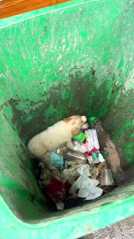 #poordog #dog #doglover 