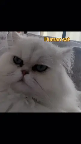#CatTok #TalkingCat #BilingualCat #FarsiTok #PersianCat #BilingualPet #IranianTikTok #PersianHumor #DailyCatCheck #CuteCats #ViralCat #FYP #ForYou #Trending