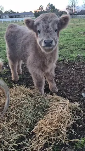 #california #texas #michigan #america #usa #canada_life B #germany #austraila #SmallCowsBigHeart #cowsoftiktok #MiniatureHighlandCow #PocketSizeHighlands #AdorableHighlandCalf #AdorableHighlandCalf #MiniatureCows #MiniCows #TinyCows #LittleCows #SmallHighlandBovine #LittleHighlandCowsnd #HighlandCowsMini #CuteCows #MiniFarmLife #MiniatureCow #MiniCow #HighlandCow #FluffyCow #MiniHighlandCow #CowsofTikTok #FarmLife #CuteCows #MiniCattle #BabyCow #FarmAnimals #HighlandCattle #CowLove #MiniMoo #CowStagram #HighlandCalf #PetCows #MiniatureCattle #CowLife #HighlandCowsOfTikTok #TinyCows #FarmAnimalLovers #MiniatureHighland #CowVideos #HighlandCoo