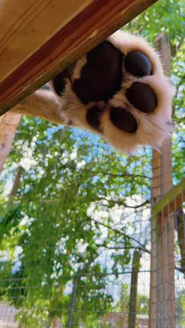 Cute big cats!😍 #fyp #fypシ #cat #cats #catsoftiktok 