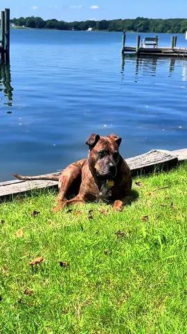 #dog #doggo #rescuedog #mygirl #dogsoftiktok 