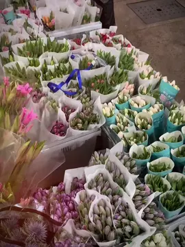 Chợ hoa Tulip 🌷#tulip #tulips 