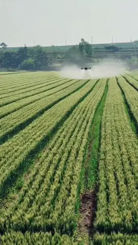Menyiram padi di lahan luas bukan lagi pekerjaan berat. Dengan drone penyemprot, petani bisa menghemat waktu, tenaga, dan biaya. Hasil siraman lebih merata, tanaman tumbuh subur, panen pun melimpah. #DronePertanian #PenyemprotPadi #TeknologiPertanian #PertanianModern #PetaniMuda #InovasiPertanian #PanenMelimpah #PertanianCerdas #PetaniMaju #PadiSubur