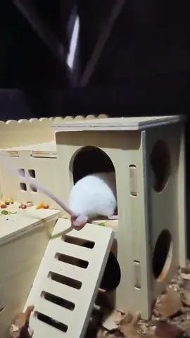 subrang saya nila sa munting Bahay may second floor pa 🥹 #whitemice #balbmice #woodentoys  #PetsOfTikTok  #cutepetsoftiktok  #tinyhouse  #viraltiktok  #vickiang 