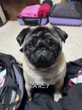 Бонги плачет-плачет мир. 💔😭 #переезд #собака #dog #pug #мопс #другчеловека 