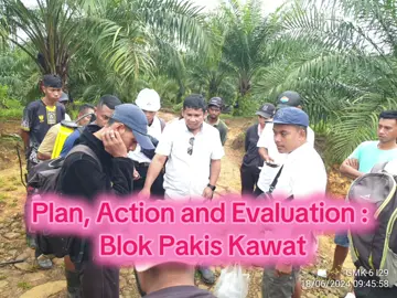PERBAIKAN AGRONOMI TANAMAN SAWIT KERDIL #sawitbalap  #greatresult  #sawitkalimantan  #fyp  #brondolansawet  #sawitontiktok  #sawit  #planter  #greatpeople  #pemupukankelapasawit  #perawatansawit 