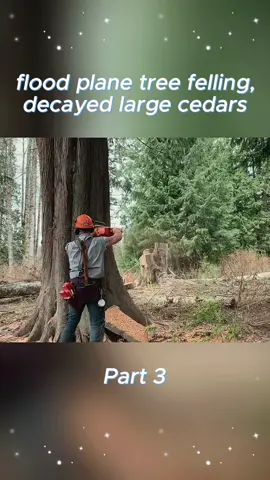 flood plane tree felling, decayed large cedars, Part 3 - Buckin' Billy Ray Smith