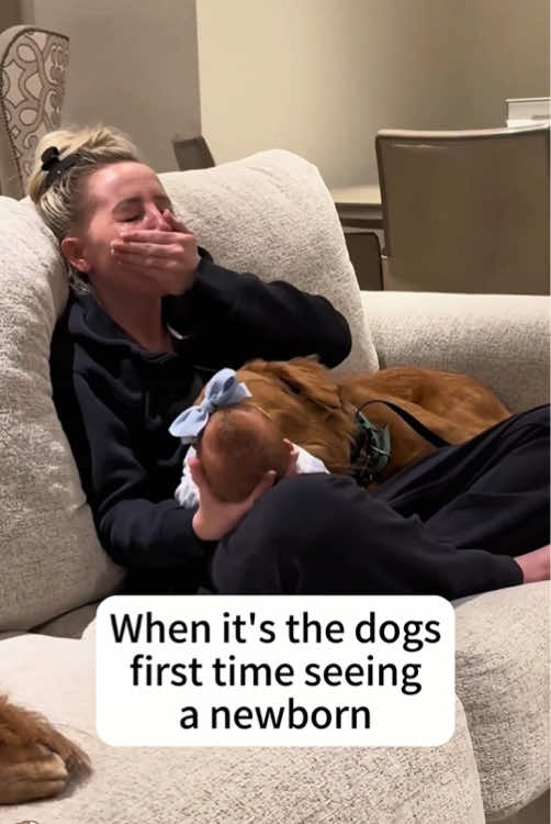 The dog sees the baby for the first time🥰🥰#usa🇺🇸 #pet#baby #cute #Love 
