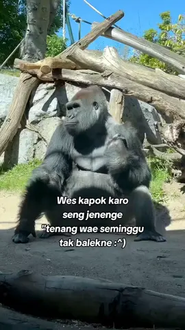 #fypp sesok tak tf😪#jowopride #katakata #sedih #puitekchanel #gorilla #fyp 