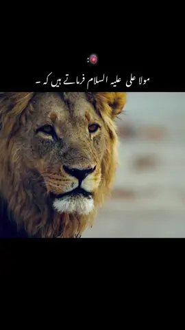 MoLa ALi(As) farmate Hein❤️#unfreezemyacount #viralvideotiktok #dontunderreviewmyvideo #trending 