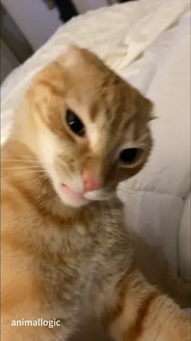 Spicy cat! #fyp #foryou #cat    #petlove #catsoftiktok       