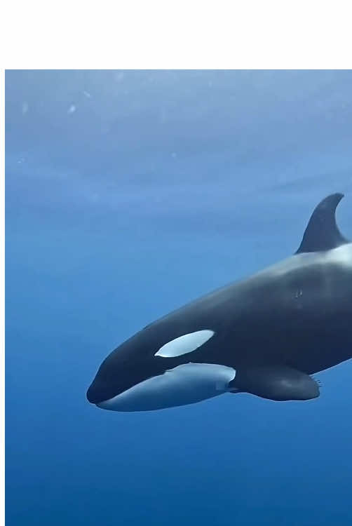 The way of the Orca is Pure and Above anything else in the ocean…. The only Creation of its kind in our oceans as our oceans are relatively small in total size when you take into account different pods Respecting territorial areas. There’s room for 2 Apex Species? The sharks and the Killer. Don’t doubt that the Creators have more Creations and ideas that Evolved from the pinnacle Creation that the Killer Orca is! Orca, incarnate Gods of the underworld??! Hell does come to there prey for all the prey animals are tainted with impure spirits. They deserve what’s coming to them.! Pure Spiritual Wrath. #amazingocean 