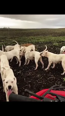 #dogoargentinopower #dogoargentino🔥 #dogoargentino #dogo 