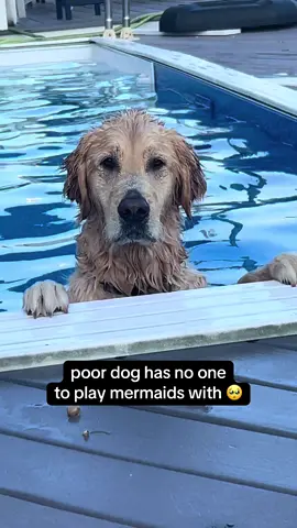would you play with him? 🥺 #goldenretriever #goldenretrieverlife #goldenretrieverpuppy #swimmingdog #divingdog #happydog #newjersey #jerseyshore #summertime 