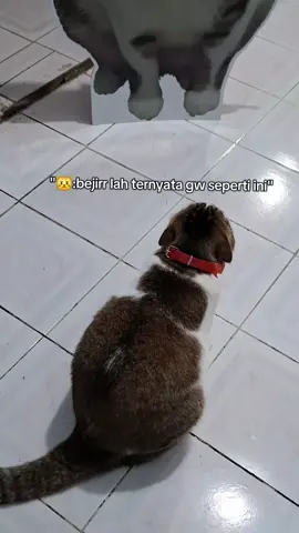 bentukannya ampe ga karuan 😔 #fyp #foryou #fyppppppppppppppppppppppp #masukberanda #kucing #kucinglucu #kucingtiktok #pecintakucing #cat #cats #catlover #pet #pets #petlover 