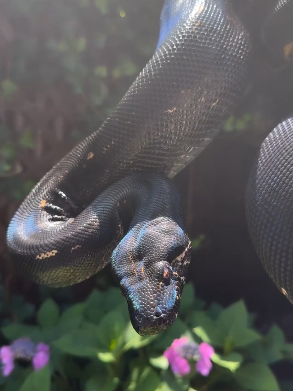 Magnifique serpent noir avec des reflets irisés.  #reptiles #snake #reptilekeeper #reptilelover #exoticpets #snakes #loeilducelte #guafam #boa #boaconstrictor 