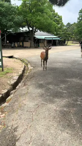#しか #奈良#奈良公園 