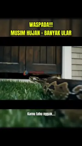 Musim hujan = alarm waspada ular! 🐍💦 Banyak orang nggak sadar kalau ular bisa tiba-tiba muncul di rumah saat musim hujan. Sarang mereka kebanjiran, mereka pun mencari tempat yang lebih hangat dan kering — kadang itu berarti rumah kita. 🚪 Jalur masuk favorit mereka: saluran air, celah pintu, sampai lubang WC! Lindungi rumah dan keluarga dari bahaya yang nggak diundang ini. 📞 Hubungi PowerChems sekarang untuk penanganan profesional & aman. #PowerChems #PengendalianHama #AntiUlar #UlarMasukRumah #MusimHujanWaspada #JasaPestControl #Ular #RumahBebasUlar #LayananProfesional #PestControlIndonesia