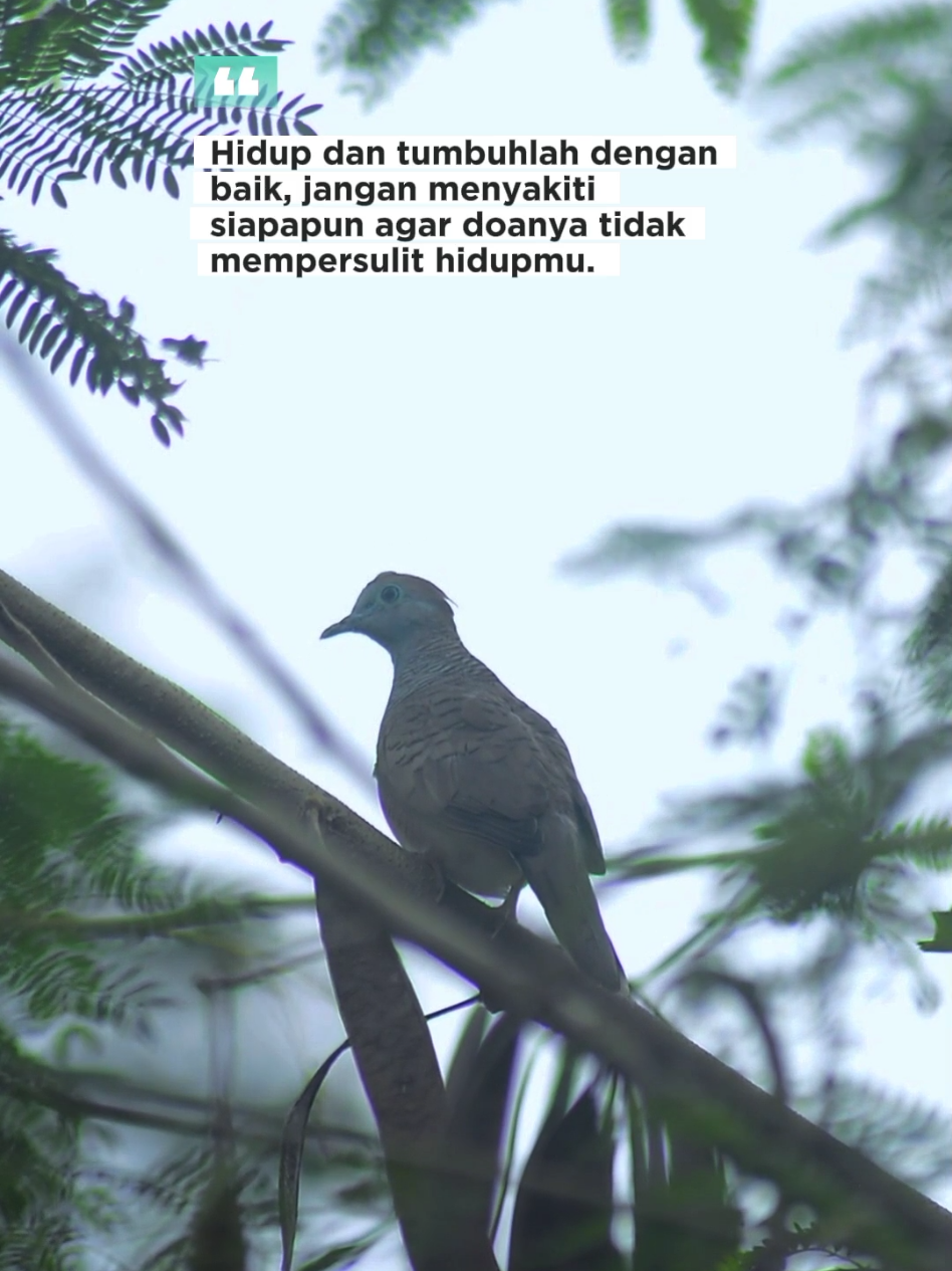Hidup Berdampingan dengan Perkutut Lokal Alam #CapCut #perkutut #perkututlokal #beranda #fyppppppppppppppppppppppp 