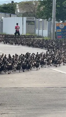 Yes, we’re back again. 🤭🦆🦆🦆 #fyp 