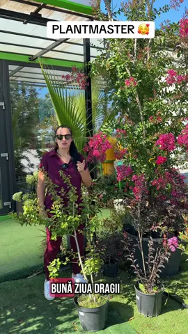 Aveți încredere în noi și lăsați-ne să vă ajutăm în alegerea plantelor dvs vii! #plantmaster #farcasvivi #glonosmulticom #plantevii #lagestroemiaindica #planteornamentale #salonta #madaras @Farcas Vivi @Plantmaster_Vivi 