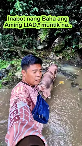 Inabot nang baha si LIAD #followers #makeitviral #backyardhograising #pigfarming #swine #hograiser #farmlife 