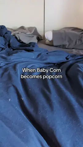 I get nervous about having Baby Corn on the ground when I'm gathering laundry so I let Baby Corn and *Not Barry* run all over the bed before we changed the sheets and this is the result. When he gets surprised, he flies. Happy Monday. #babycorncat #kittens 